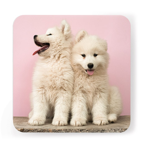 Custom Photo Coasters