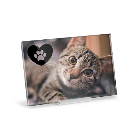 Acrylic print with image of a cat 